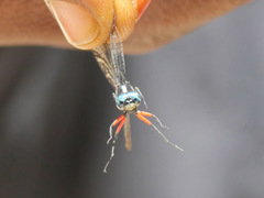Oxythemis phoenicosceles