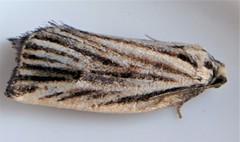 Archips strianus