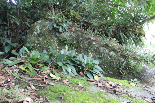 Peperomia obtusifolia