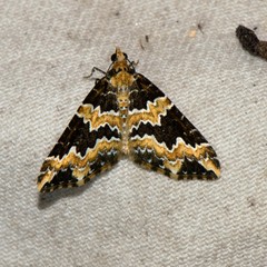 Electrophaes marginata