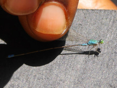 Pseudagrion glaucum