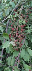 Rubus ulmifolius
