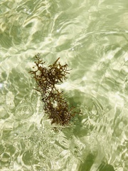 Sargassum natans