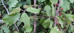 Rubus ulmifolius