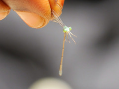 Pseudagrion glaucum