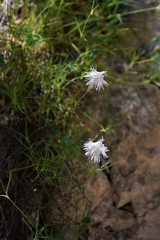 Dianthus spiculifolius