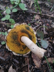Boletellus ananas