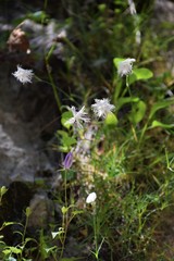 Dianthus spiculifolius