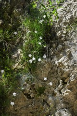 Dianthus spiculifolius