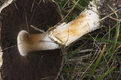 Agaricus arvensis image