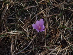 Colchicum bulbocodium