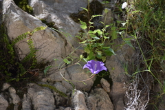 Campanula carpatica