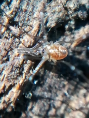 Mitostoma chrysomelas