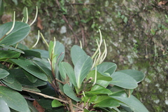Peperomia obtusifolia