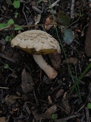 Boletellus ananas