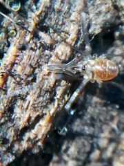 Mitostoma chrysomelas