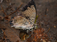 Charaxes
