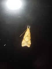 Brachmia blandella