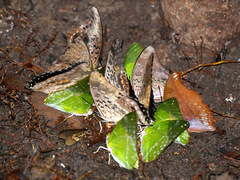 Charaxes
