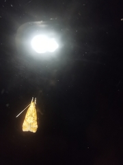 Brachmia blandella