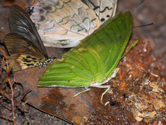 Charaxes eupale latimargo