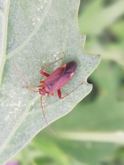 Adelphocoris ticinensis