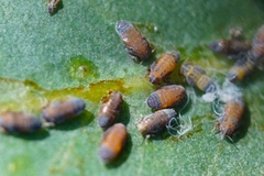Ctenarytaina eucalypti