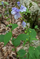Scutellaria serrata