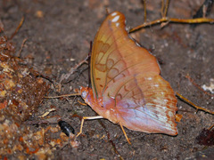 Charaxes nichetes