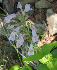 Penstemon canescens