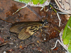 Acraea peneleos