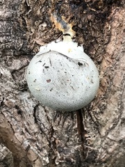 Lycogala flavofuscum