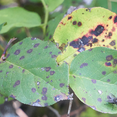 Mycosphaerella chimaphilae