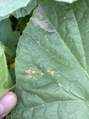 Pseudocercospora griseola