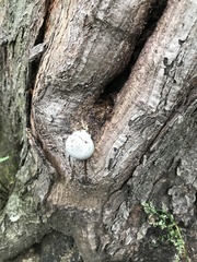 Lycogala flavofuscum