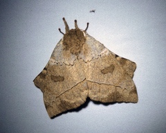 Automerella flexuosa