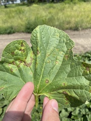 Pseudocercospora griseola