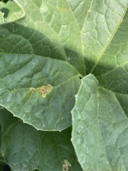 Pseudocercospora griseola
