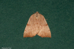 Sestra humeraria