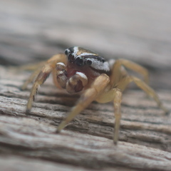 Pelegrina sabinema