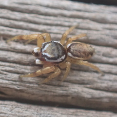 Pelegrina sabinema