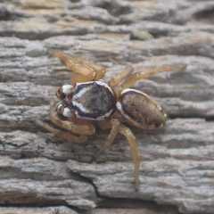 Pelegrina sabinema