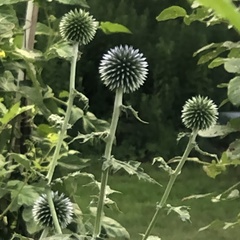 Echinops ritro