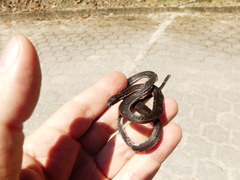 Urotheca lateristriga