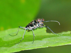 Hipparidium interruptum