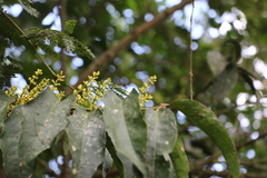 Psittacantheae