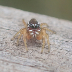 Pelegrina sabinema