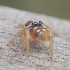 Pelegrina sabinema