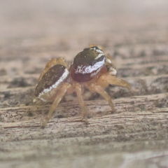 Pelegrina sabinema