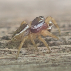 Pelegrina sabinema